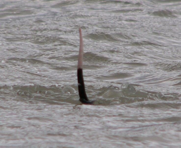 tail only.jpg