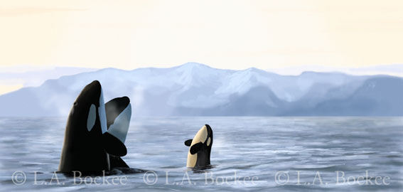 Tysfjord-orca.jpg