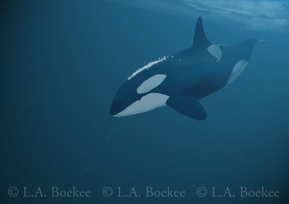 onderw-orca.jpg