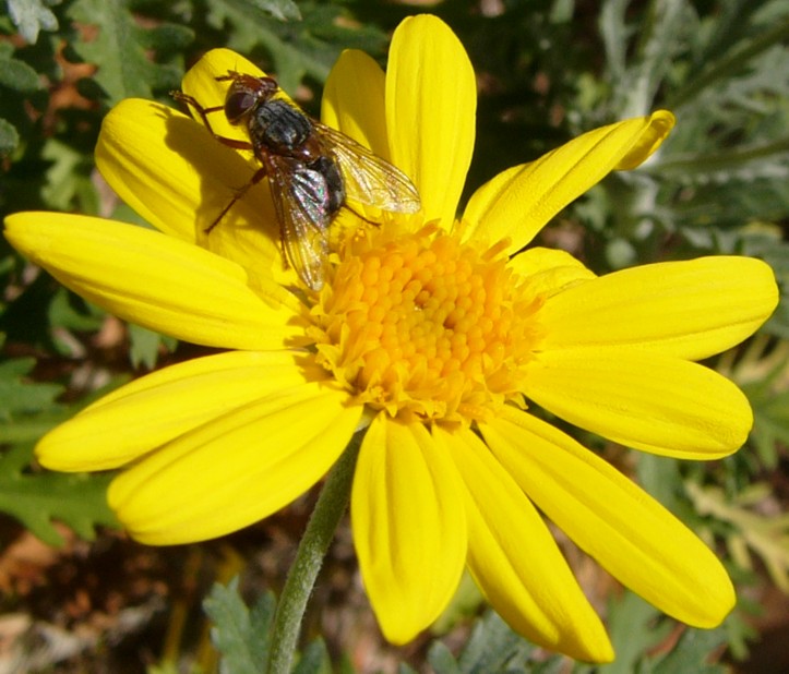 daisy fly 2.jpg