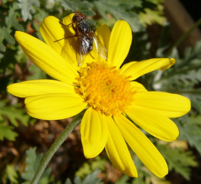 daisy fly 1.jpg