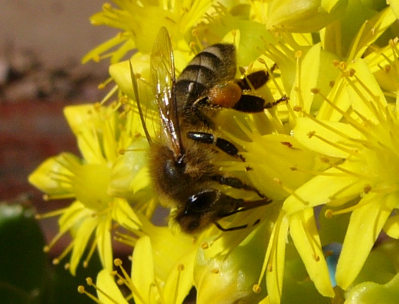 bee suck.jpg