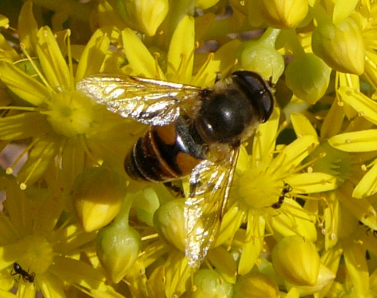 bigbee.jpg
