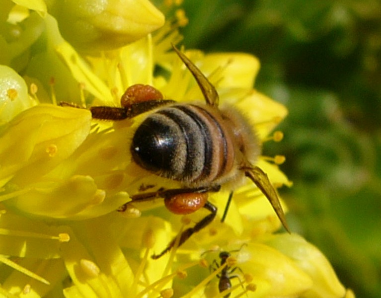 bee bum.jpg