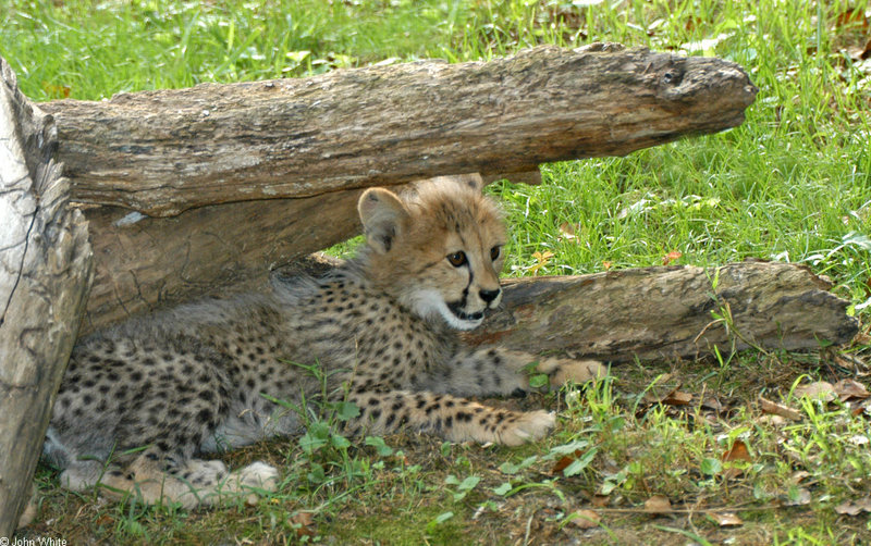 Cheetah (Acinonyx jubatus)0001.jpg