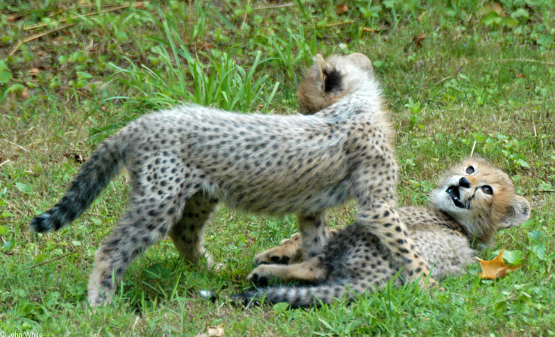 Cheetah (Acinonyx jubatus)0003.jpg
