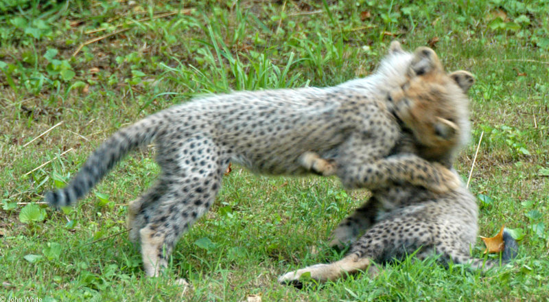 Cheetah (Acinonyx jubatus)0004.jpg