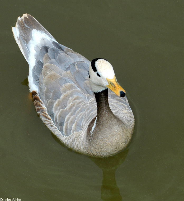 Bar-Headed Goose (Anser indicus)0001.jpg