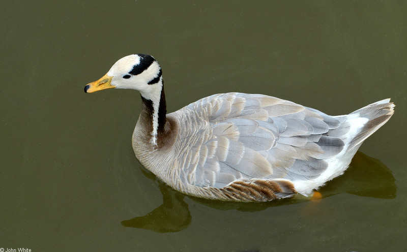 Bar-Headed Goose (Anser indicus)0002.jpg
