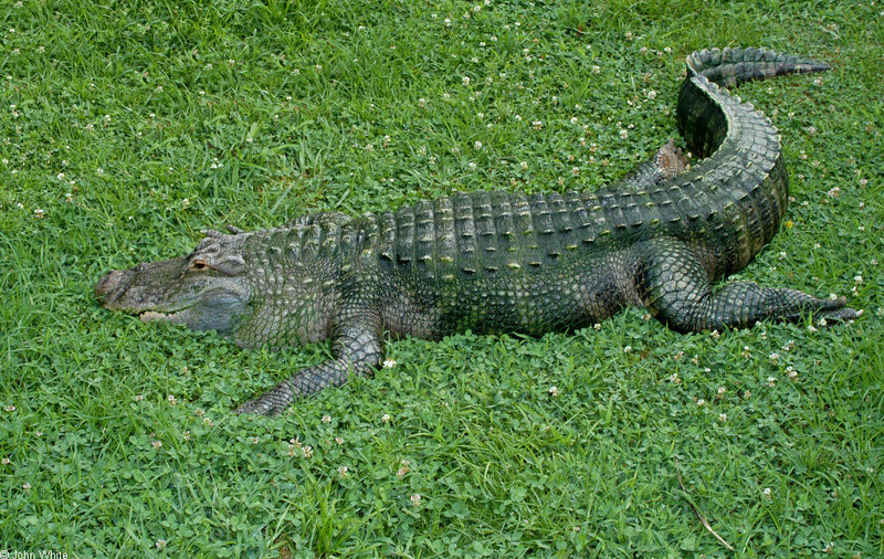 American Alligator (Alligator mississipiensis)0002.jpg