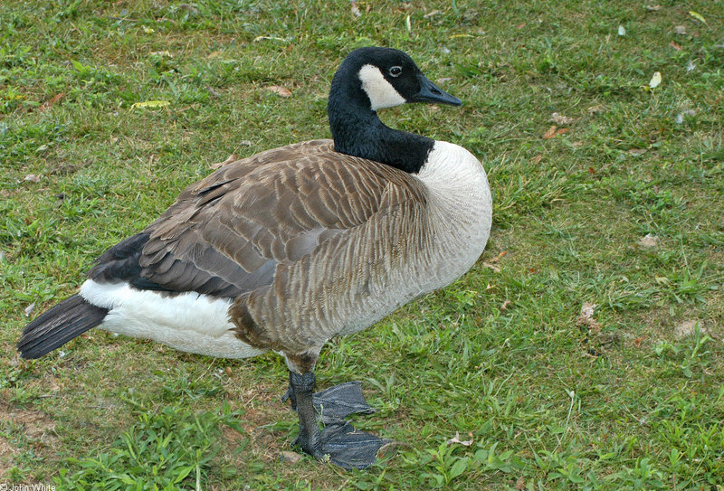 Canada Goose (Branta canadensis).jpg