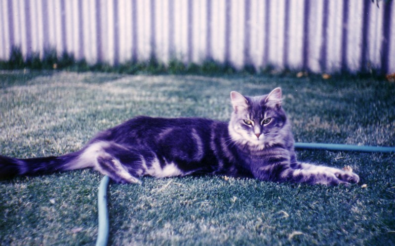 pip 1985.jpg