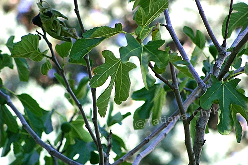 IMG 2816a.jpg