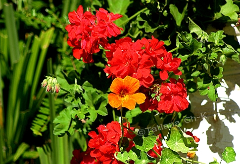 IMG 2775.jpg