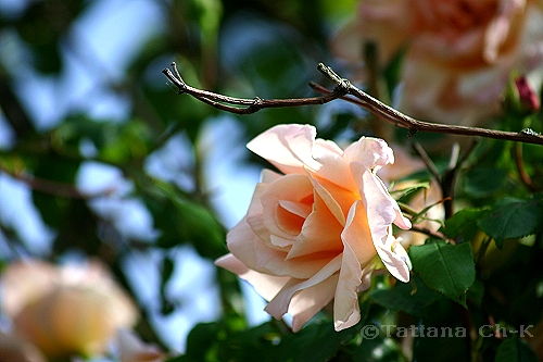 IMG 2253.jpg