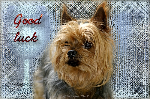 IMG 2565 A4 good luck.jpg