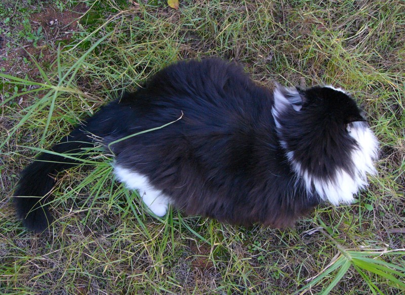 V catmat.jpg