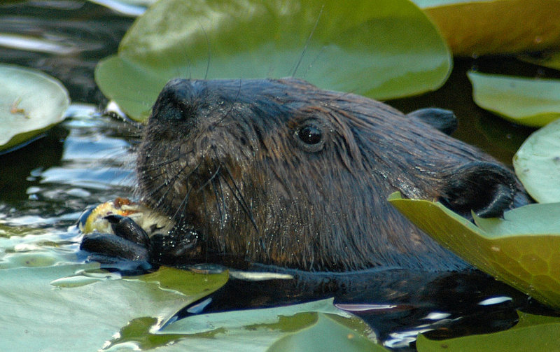 Beaver (Castor canadensis)0002.jpg