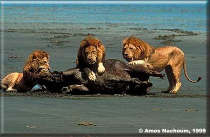 3 lions kill.bmp