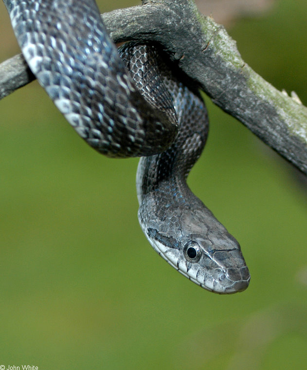 blackrat snake0022.jpg