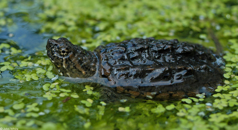 neonate snapping turtle0001.jpg