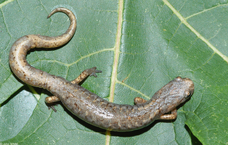 Four-toed Salamander (Hemidactylium scutatum)0121.jpg