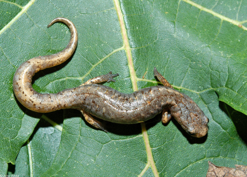 Four-toed Salamander (Hemidactylium scutatum)0102.jpg