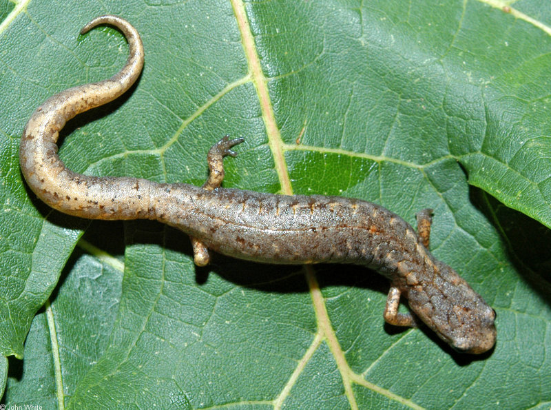 Four-toed Salamander (Hemidactylium scutatum)0103.jpg