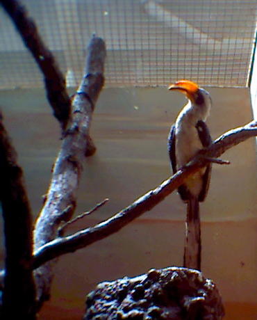 HORNBILL #1 (2).jpg