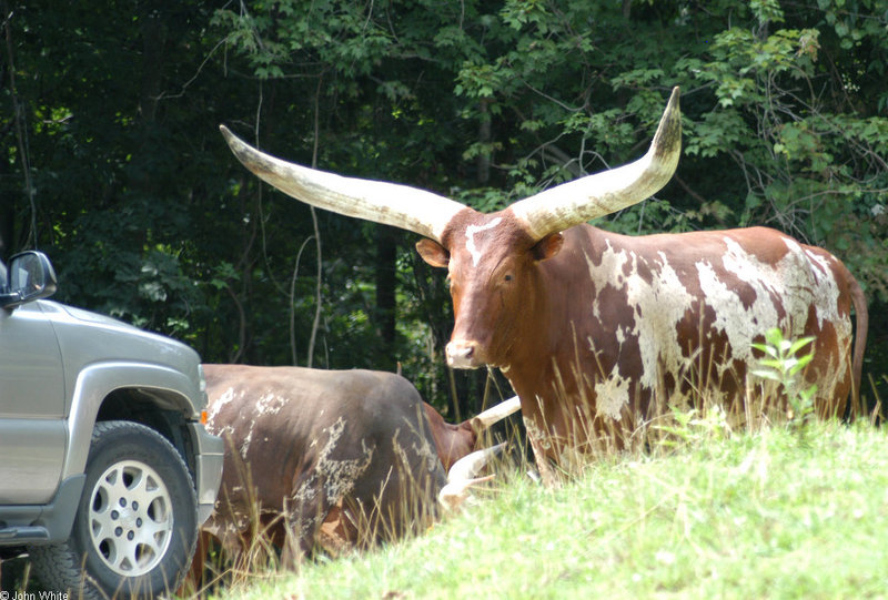 Watusi Cattle (Bos taurus)0009.jpg