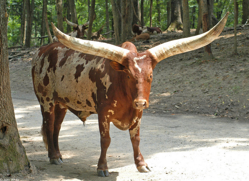 Watusi Cattle (Bos taurus)0032.jpg