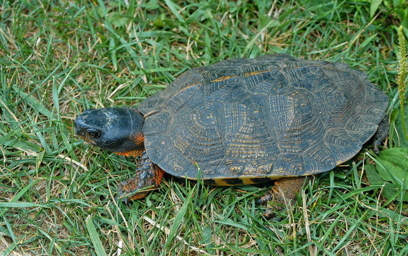 Wood Turtle (Clemmys insculpta)0101.jpg
