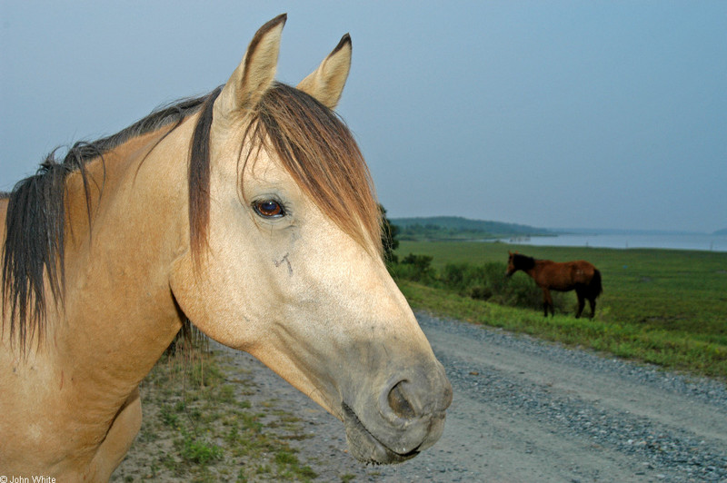 Assateague Island Pony (Equus caballus)0001.jpg