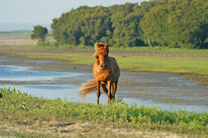 Assateague Island Pony (Equus caballus)0002.jpg