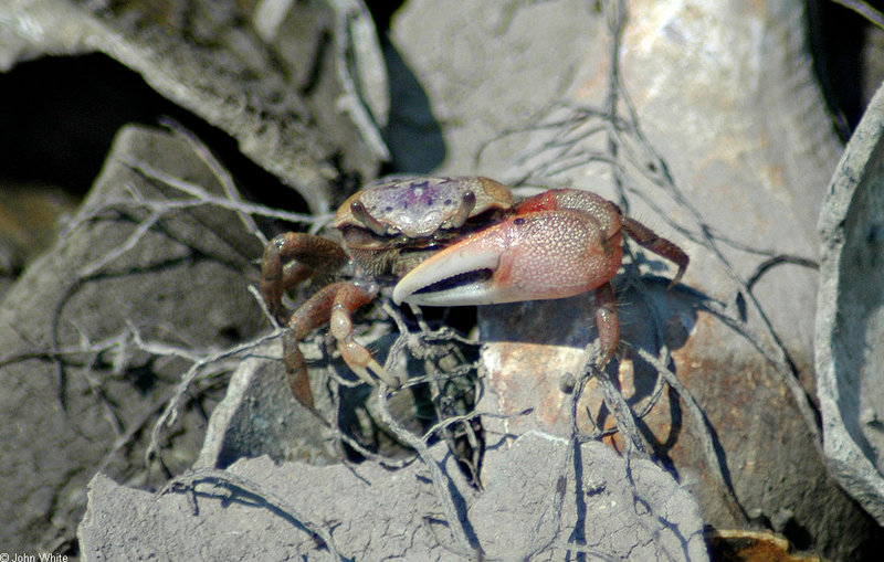 Fiddler Crab (Uca pugnax)0002.jpg