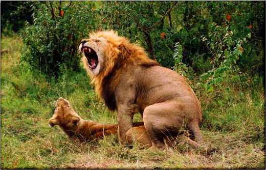 lionmating.jpg