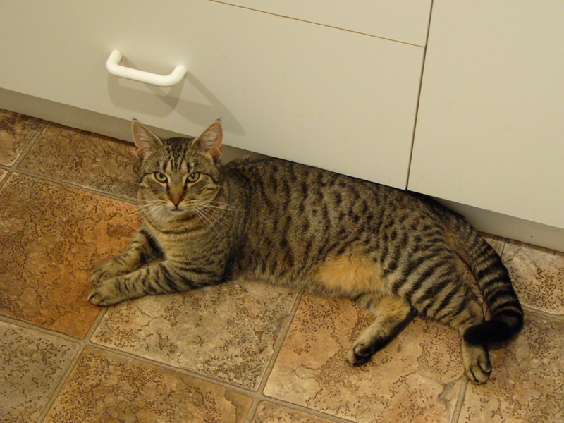 roddy resting.jpg
