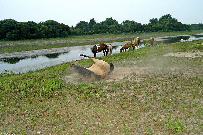 rolll in the dust0008.jpg