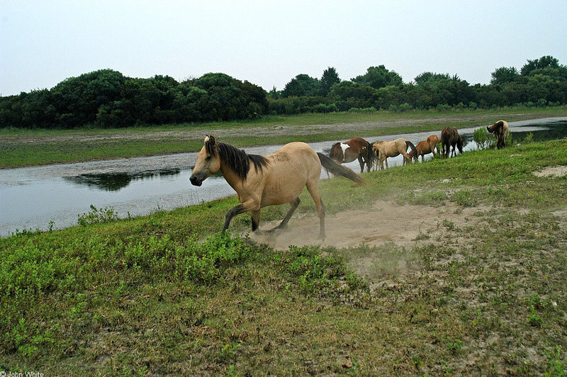 rolll in the dust0011.jpg