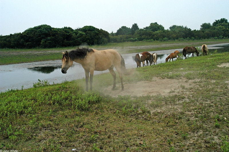 rolll in the dust0014.jpg
