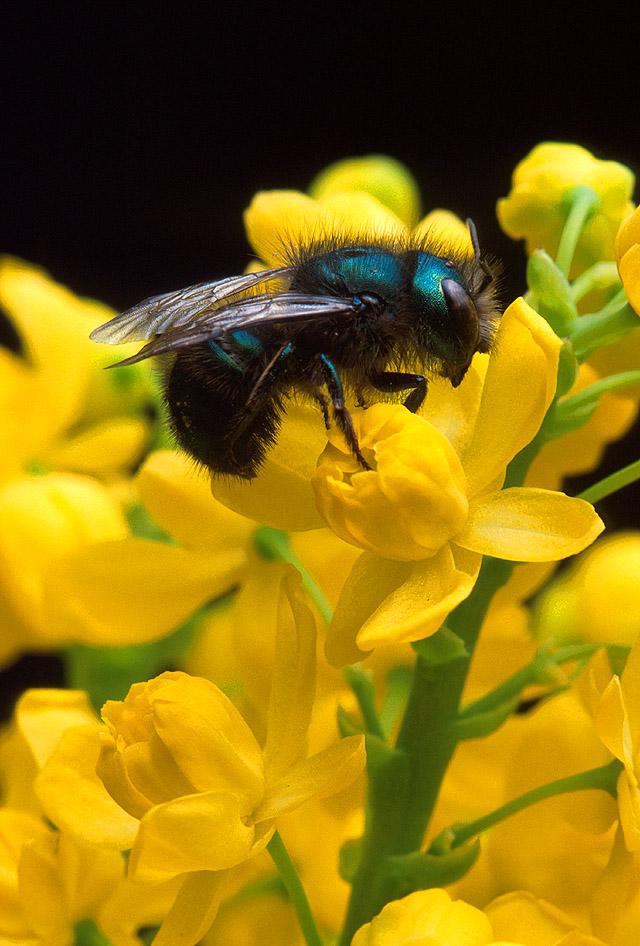 Bee.jpg
