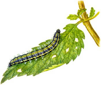 Caterpillar01.jpg