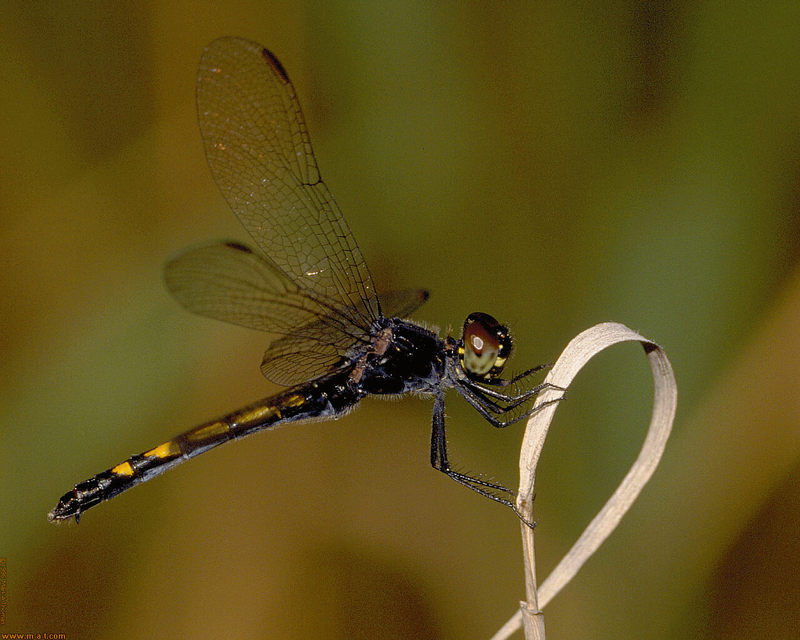 Dragonfly on grassleaf.jpg