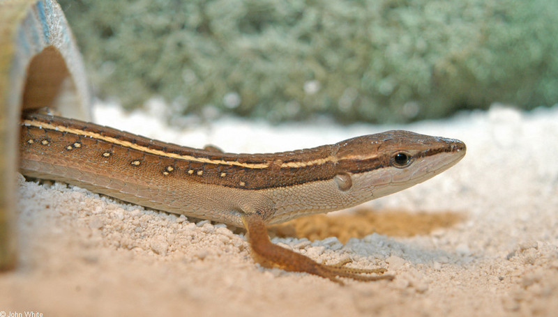 Asian Long-tailed Lizard (Takydromus sexlineatus)002.jpg