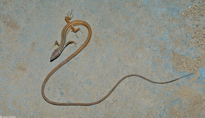 Asian Long-tailed Lizard (Takydromus sexlineatus)003.jpg
