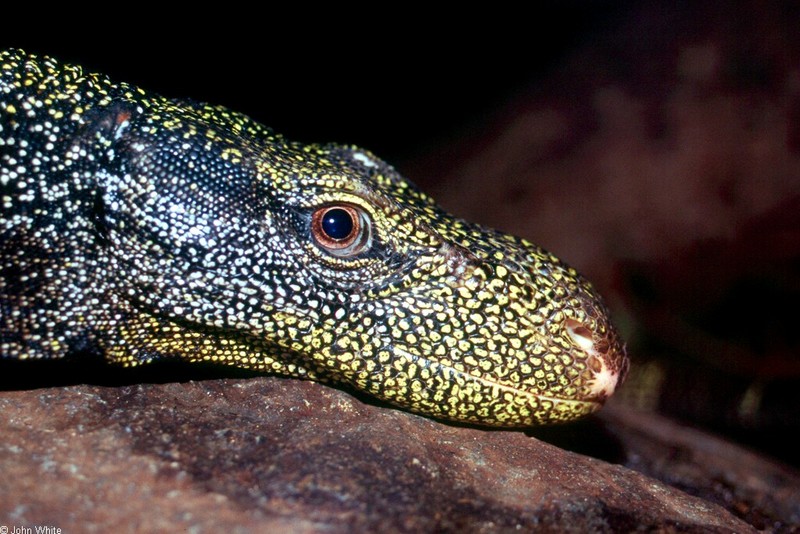 Crocodile Monitor (Varanus salvadorii)002.jpg