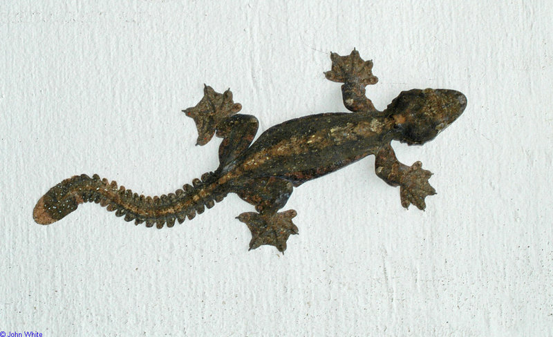Flying Gecko (ptychozoon kuhli)101.jpg