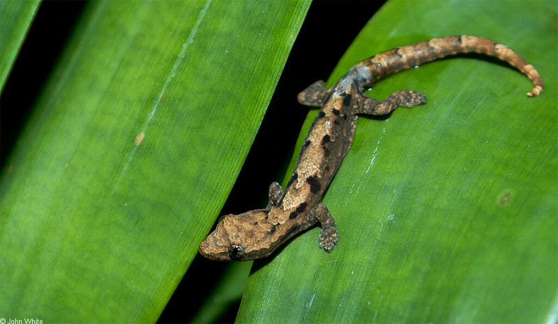 Mourning Gecko (Lepidodactylus lugubris)002lr.jpg