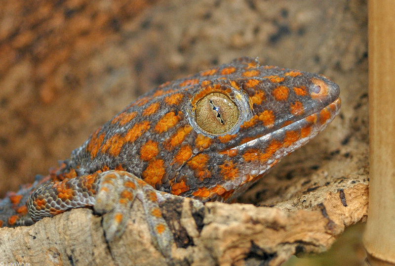 Tokay Gecko (Gekko gecko)001.jpg