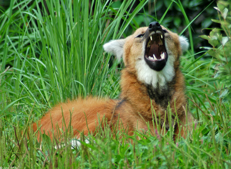 Expressions of a Maned Wolf - Maned Wolf (Chrysocyon brachyurus)0126.jpg